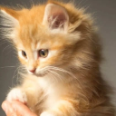 avatar ! [AFK] Kibo❤