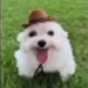 tengoautismoxd_ avatar