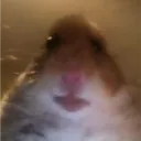 perrituber