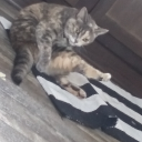Mini Cat avatar