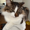 thegreatdumyy member profile picture