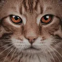eleven.cat