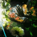 avatar ron