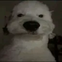 protek_racer