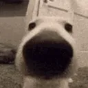 davizinasdsa