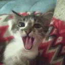 .emprrrr