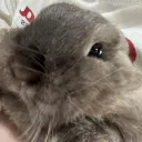 eeniminimeow