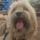 dogsarejustbetterthancats