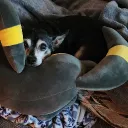 tacodog2004