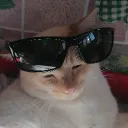 meow_zedong_of_the_ccp avatar