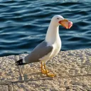 evan52098