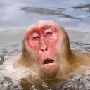 ianferprogb