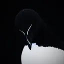 dryvaliant