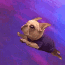 frenchbulldogs