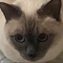 Аватар .mamba._