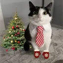 Аватар crazytrikz