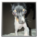 avatar oreo's left boba eye