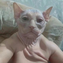 avatar GiggleShitter