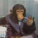 macaco_intelectual8879