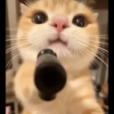 avatar Cat with a Gun 🥀