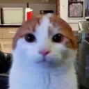 notthatguyowen