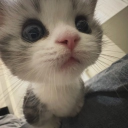 avatar lord meowington the third