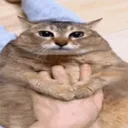kaktuomusa
