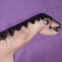 pinkysaurusrex