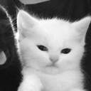 bbykittys#0