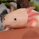 kanoodletv