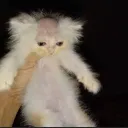 pieroalessandro28 avatar