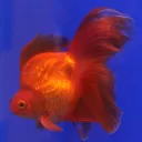 goldfish_boi