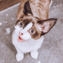 .ameron#4196's avatar