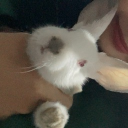 avatar Morphophile🦋