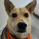 kora