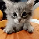 mrfoxy1337