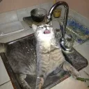 mrbeeenopro
