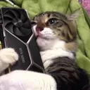 cat_developer