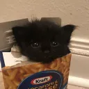 raviolliee