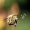 Аватар tertixinho