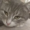 catglaskin
