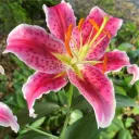 rainbowstargazerlilies