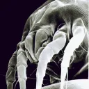hirmetrium