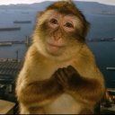 avatar ga\ hay thick solo