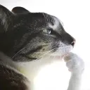 seiftheman