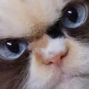 lil_noobi