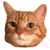 meeshokay