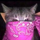 big.purrr