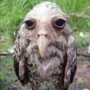 .wetassowl