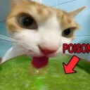 avatar WindowEnjoyer